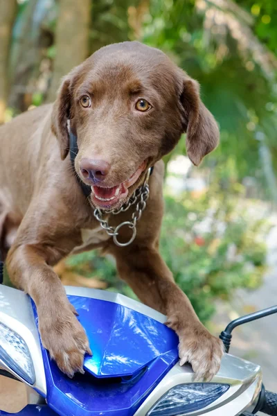 Feche o cão. — Fotografia de Stock