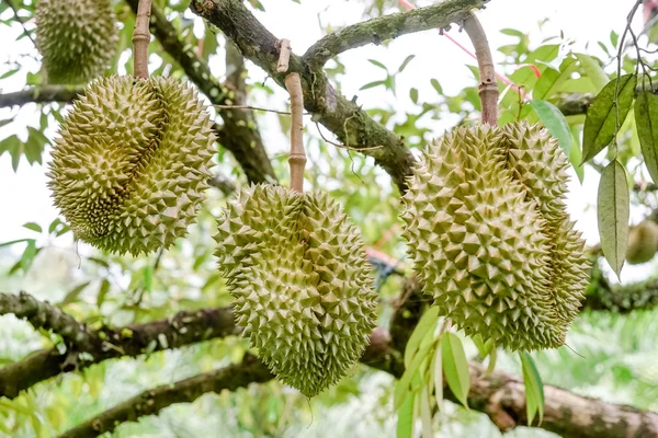 Frutta duriana — Foto Stock