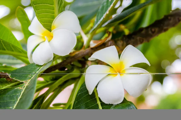 Frangipani fleurs — Photo