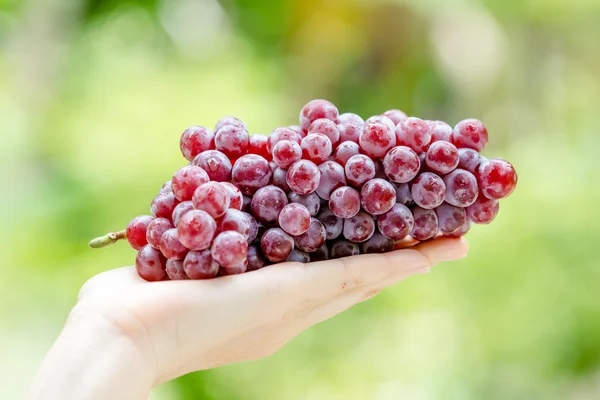 Uva roja fresca — Foto de Stock