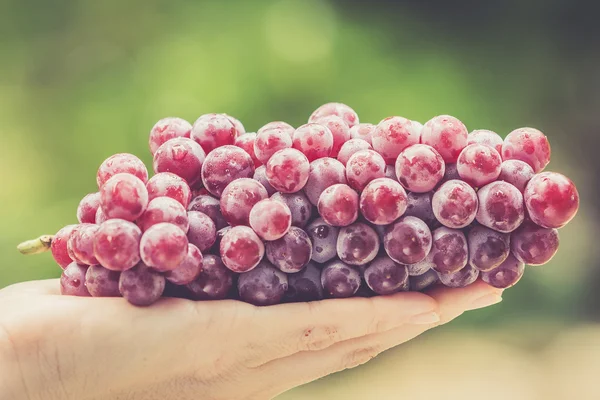 Uva roja fresca — Foto de Stock