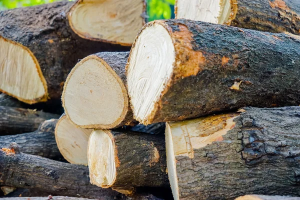 Holz im Wald — Stockfoto