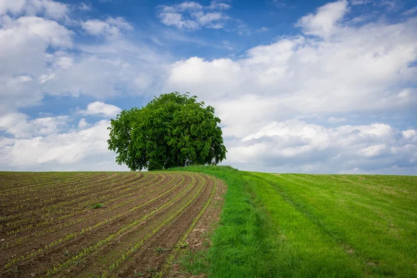 Einzelner Baum in Frühlingsfeldern — Stockfoto