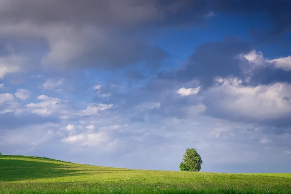 Einzelner Baum auf grünen Feldern — Stockfoto