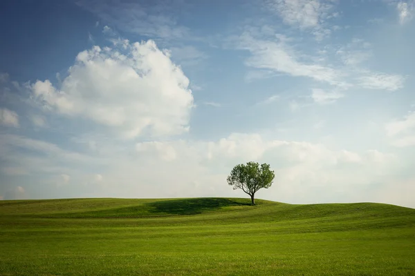 Árbol individual en verdes colinas —  Fotos de Stock