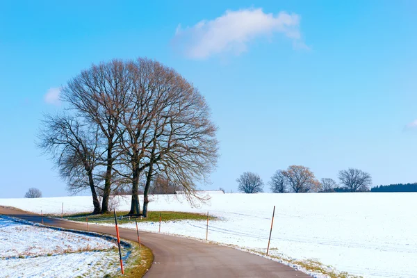 Alberi nel paesaggio della neve — Foto Stock