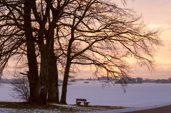Дерево в снежном пейзаже — стоковое фото