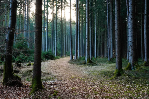 'S avonds in Forest — Stockfoto