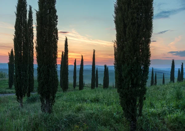 Cypress bomen op de glooiende heuvels — Stockfoto