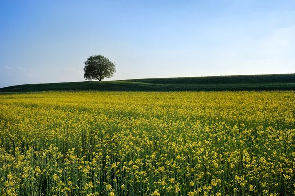 Einzelner Baum auf Feldern — Stockfoto