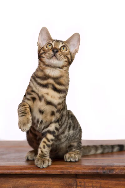 Bengalkatze schaut auf — Stockfoto