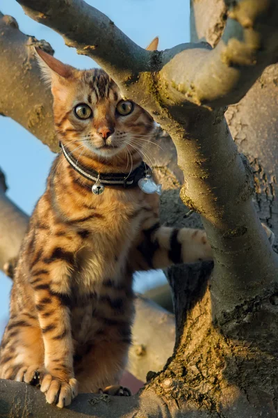 Bengala gatinho na árvore — Fotografia de Stock