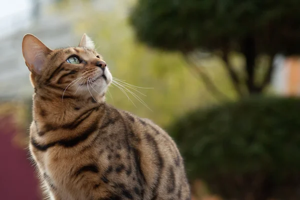 Bengalkatze schaut auf — Stockfoto