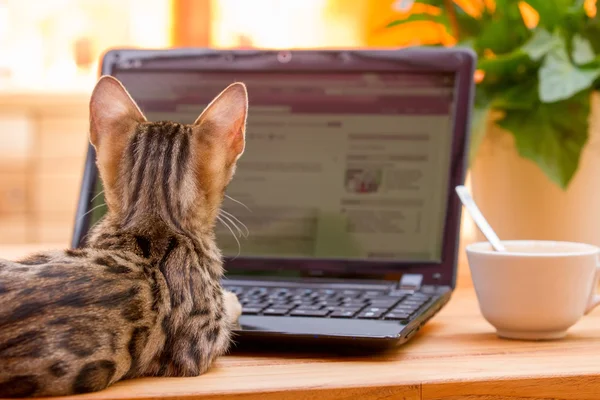 Bengal kitten surfen im web Stockbild