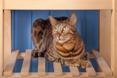 Ahşap raf Bengal kedi