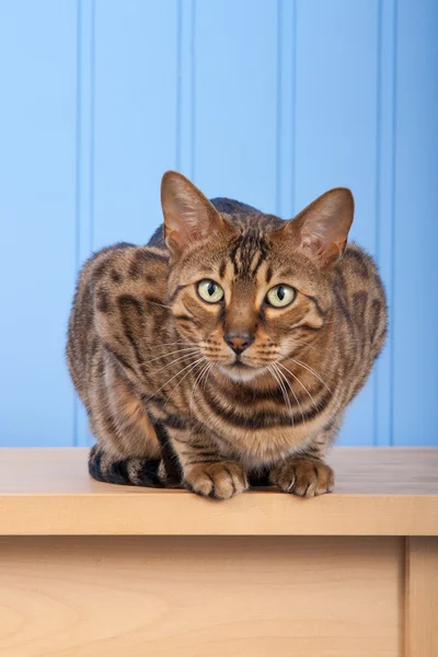 Gato de bengala na mesa de madeira — Fotografia de Stock