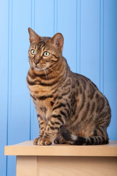 Bengal katt på träbord — Stockfoto