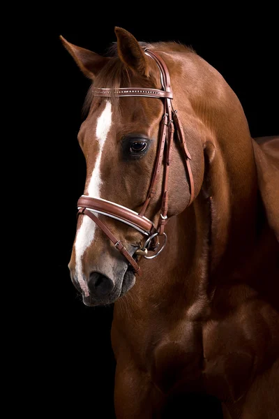 Portret Hannoveraner koń — Zdjęcie stockowe