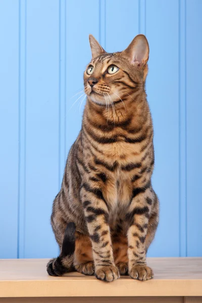 Bengalkatze auf Holztisch lizenzfreie Stockbilder