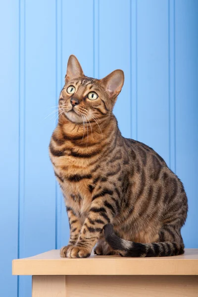 Bengalkatze auf Holztisch Stockfoto