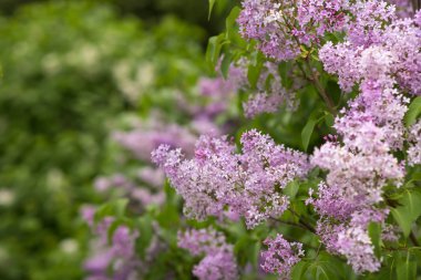 Yapraklı güzel leylak çiçekleri yakın plan. Güzellik dünyası.