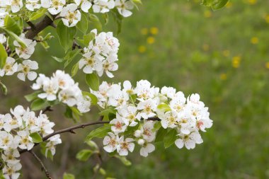 doğa armut ağacında üzerine güzel çiçekler