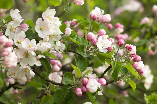 Doğadaki elma ağacında güzel çiçekler