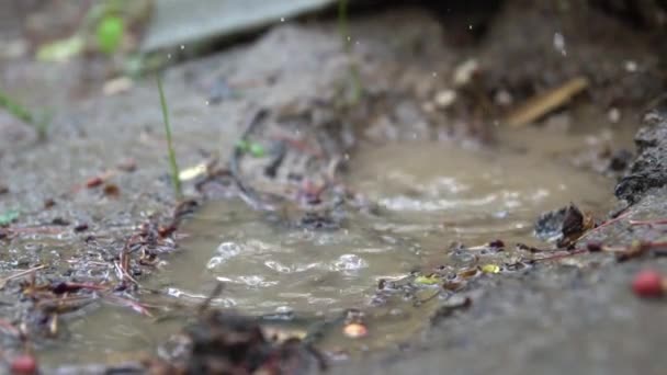 Regentropfen tropfen in eine Pfütze — Stockvideo