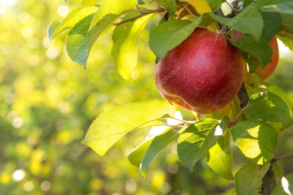 Яблоня карликовая юнга. Apple tree day. Яблоня орлинка. Happy apple day. Яблоня аксена.