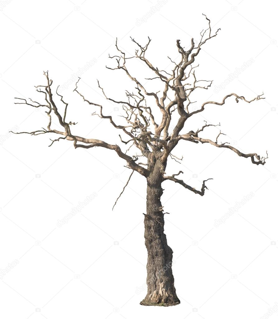 Dead Tree Isolated On White Background