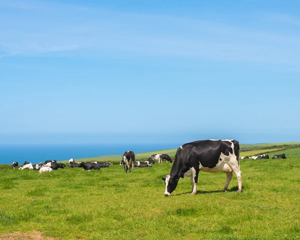 Grazing Cows In Lush Pasture, Cornwall, UK — Stock Photo, Image