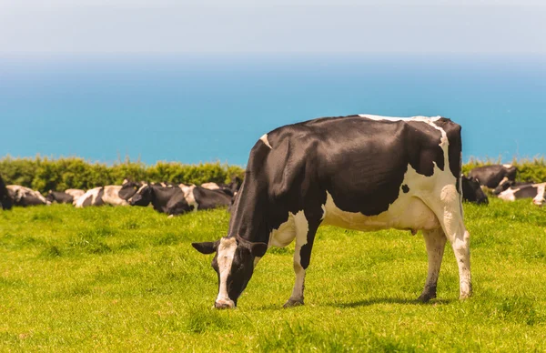 Grazing vacas leiteiras — Fotografia de Stock
