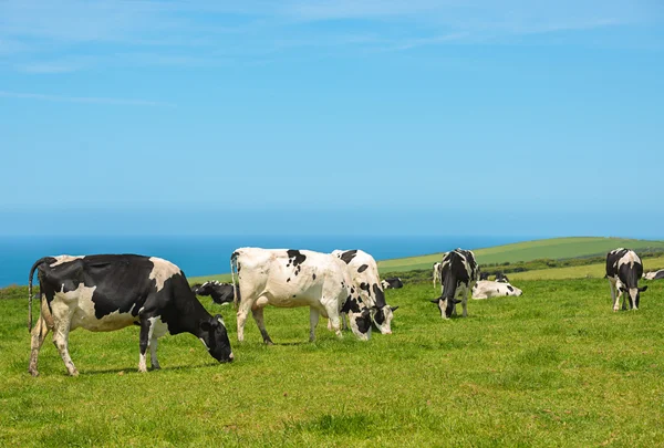 Grazing vacas leiteiras — Fotografia de Stock