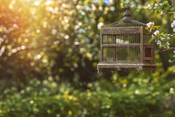 Jaula de aves eduardianas en primavera — Foto de Stock