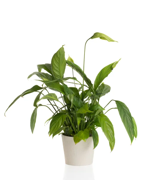 African Peace Lily — Stock Photo, Image