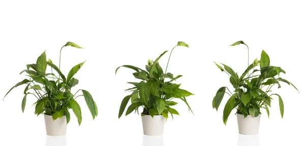 Peace Lily From Three Angles — Stock Photo, Image