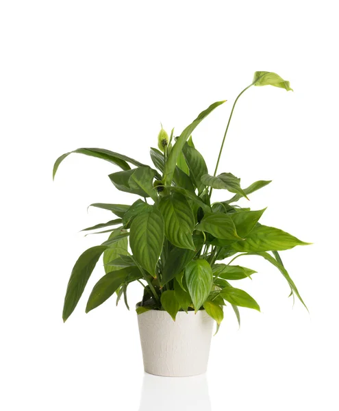 African Peace Lily — Stock Photo, Image