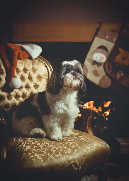 Shih Tzu Stamtavla Hund Sitter Stol Vid Brasan Väntar Santa — Stockfoto