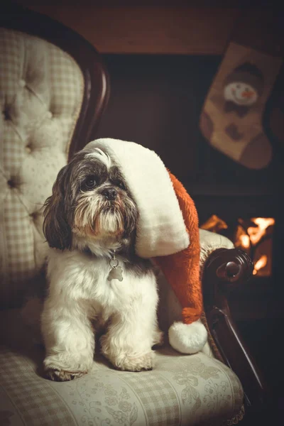 Shih Tzu Származású Kutya Egy Székben Egy Mikulás Kalap Tűz — Stock Fotó