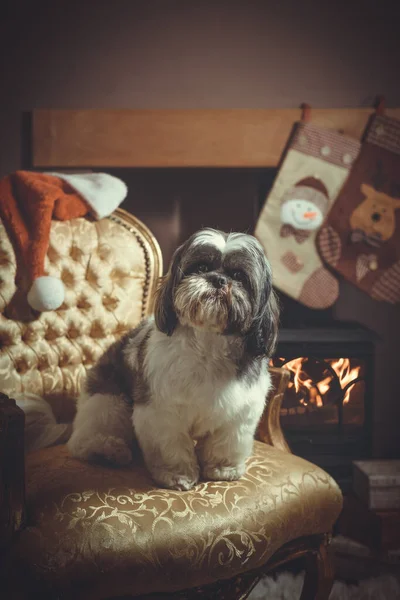 Shih Tzu Pedigree Dog Sitting Chair Fire Waiting Santa Christmas — Stock Photo, Image