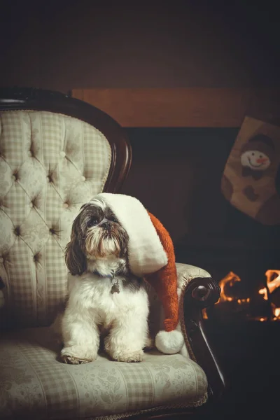 Shih Tzu Származású Kutya Egy Székben Egy Mikulás Kalap Tűz — Stock Fotó