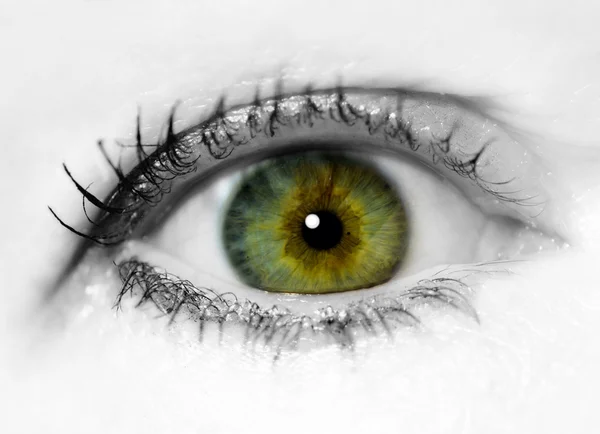 Close Up Eye — Stock Photo, Image