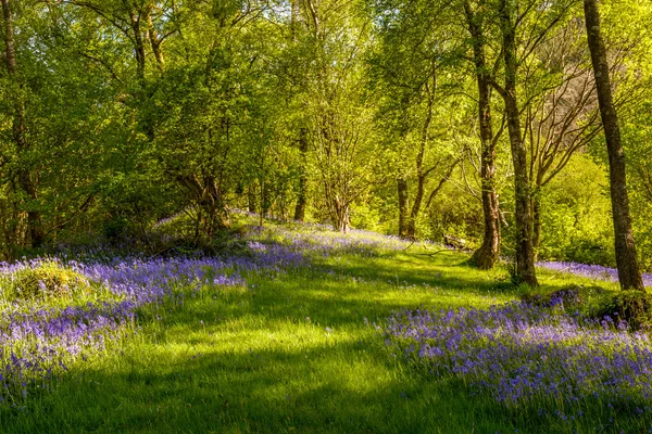 Blauglocken — Stockfoto