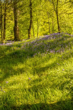 Bluebell çiçekler