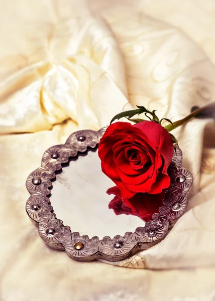 Red Rose — Stock Photo, Image