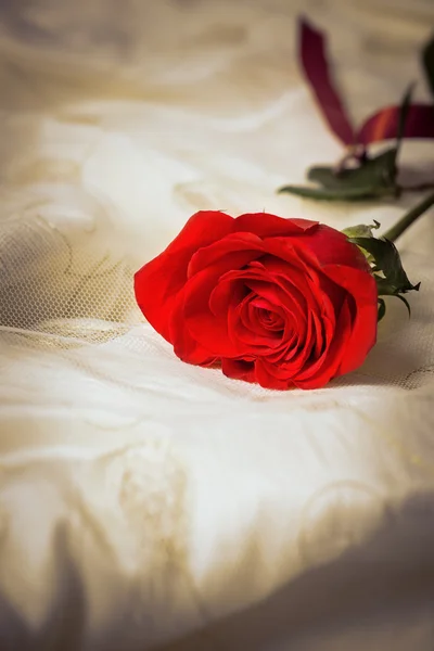 Single Red Rose — Stock Photo, Image