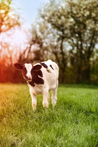 Young Calf — Stock Photo, Image