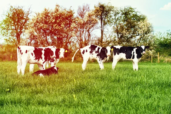 Vitelos em campo de primavera — Fotografia de Stock