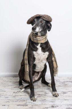Köpek giyen düz kapak