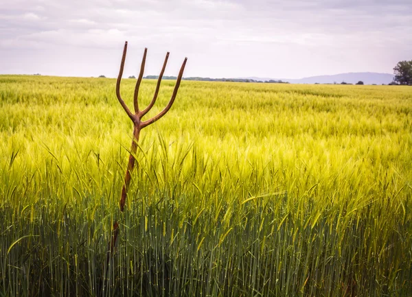 Pitch Fork In Wheat Field — Stock Photo, Image
